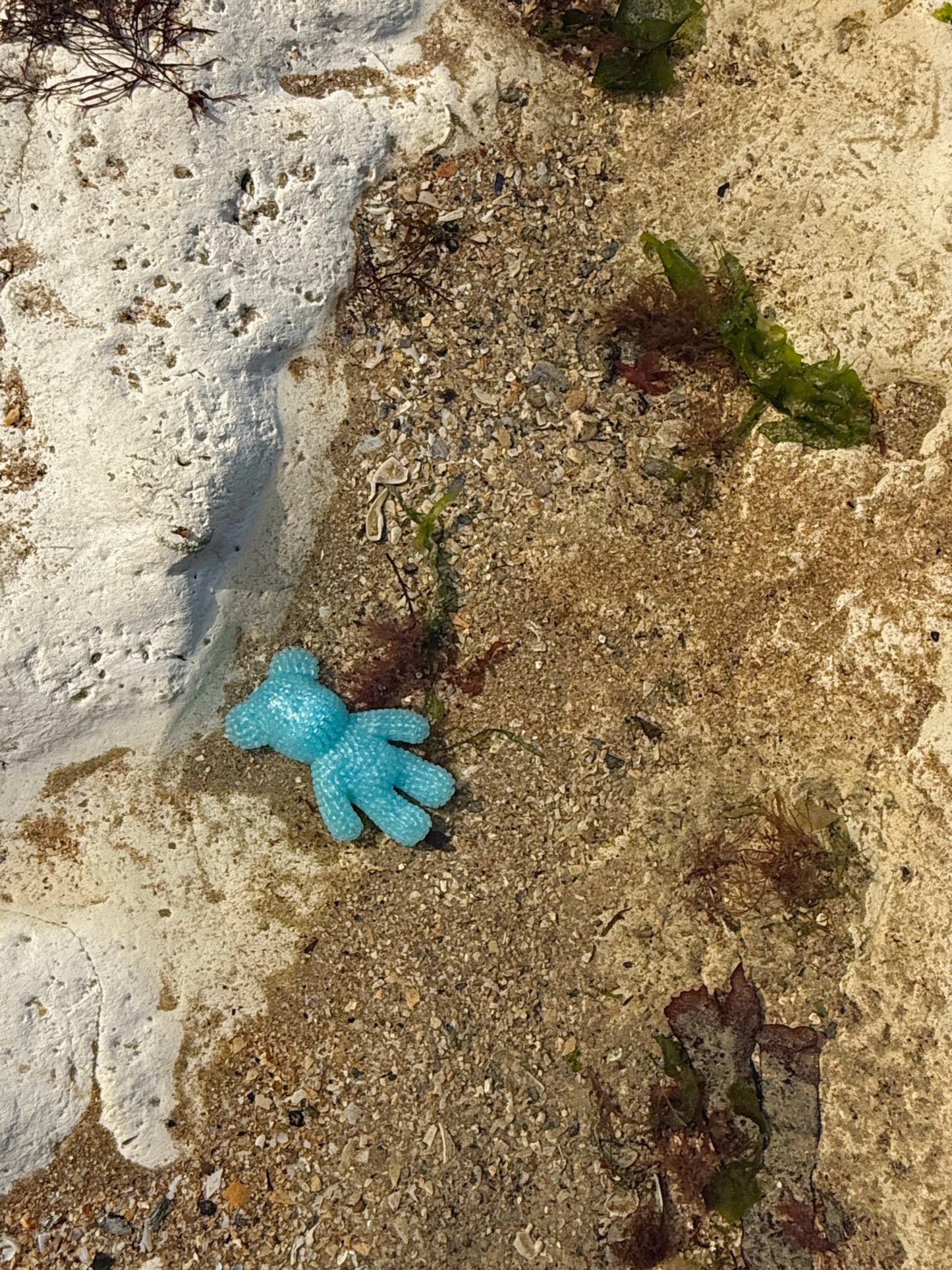 Jagger bear: ocean blue