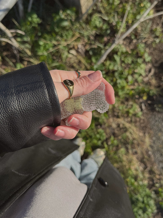 OOPS Jagger bear: frog specimen 174