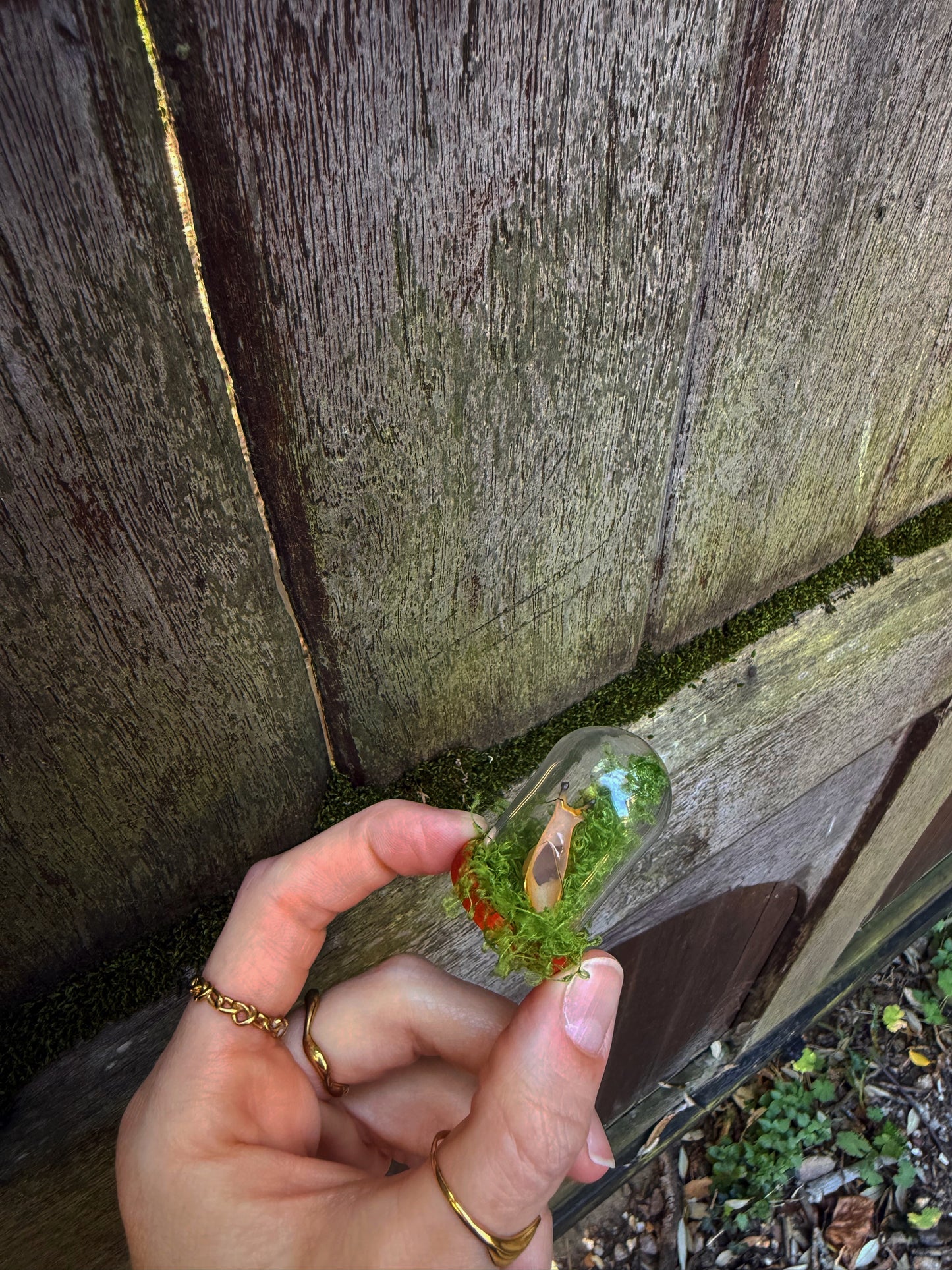 A baby snail glass cloche