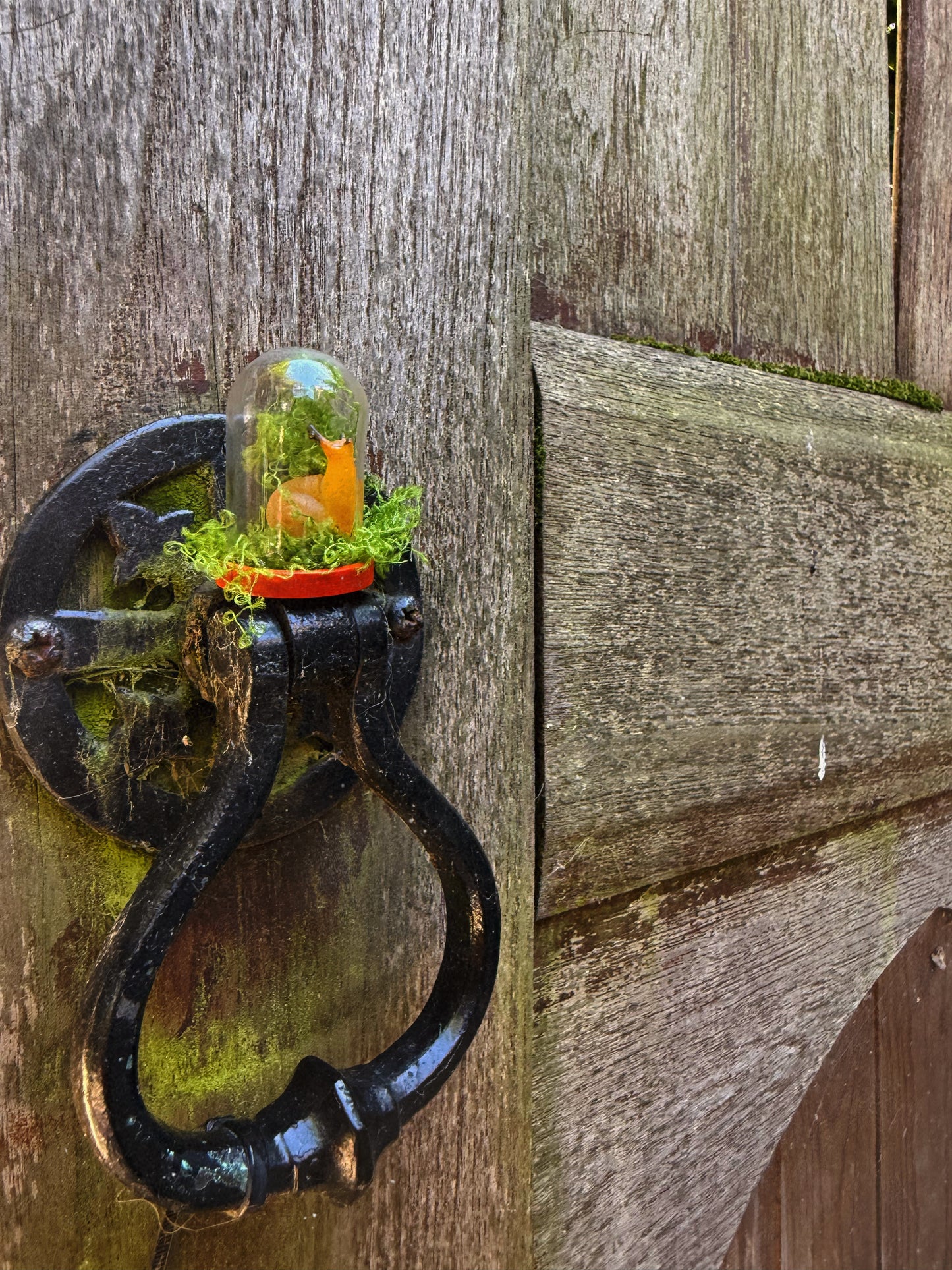 A baby snail glass cloche