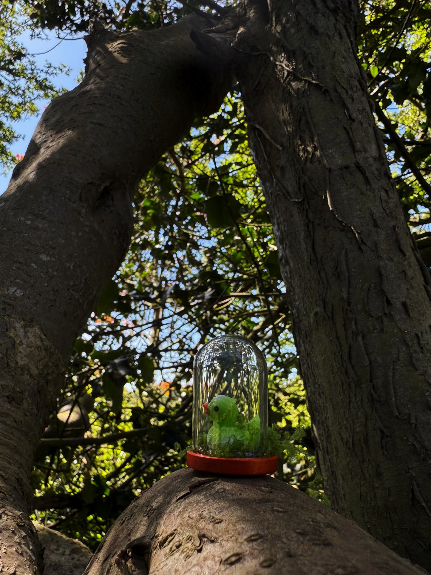 Cabbage duck glass cloche