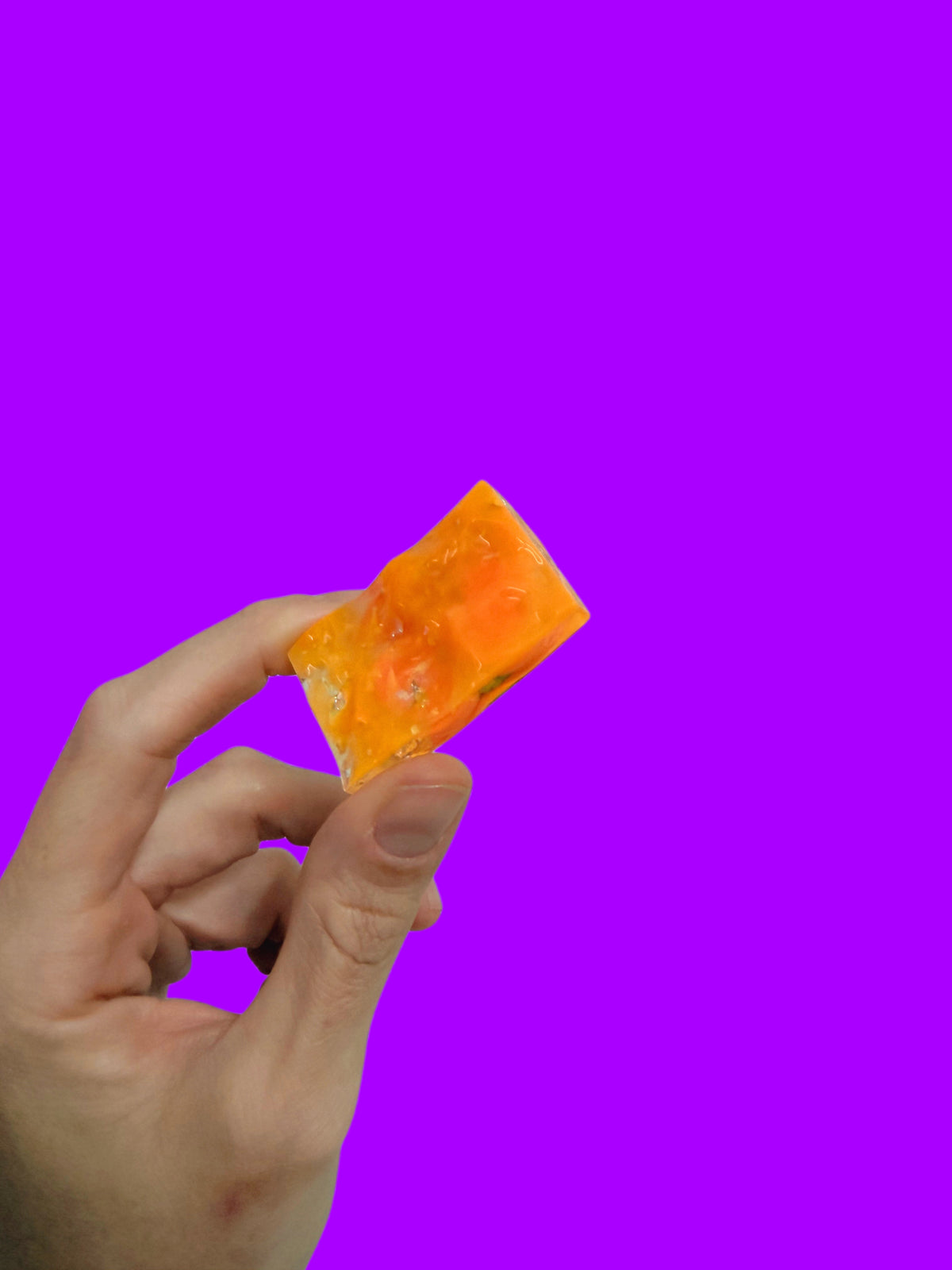 Pumpkin tortoise rectangle wave